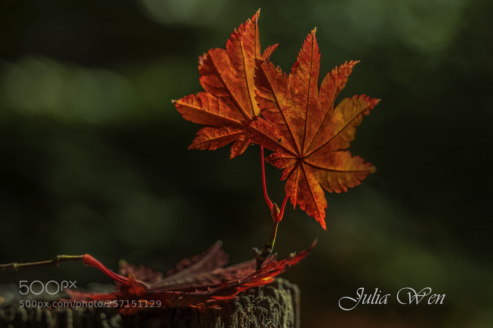 Nikon D850 sample photo. Autumn leaves photography