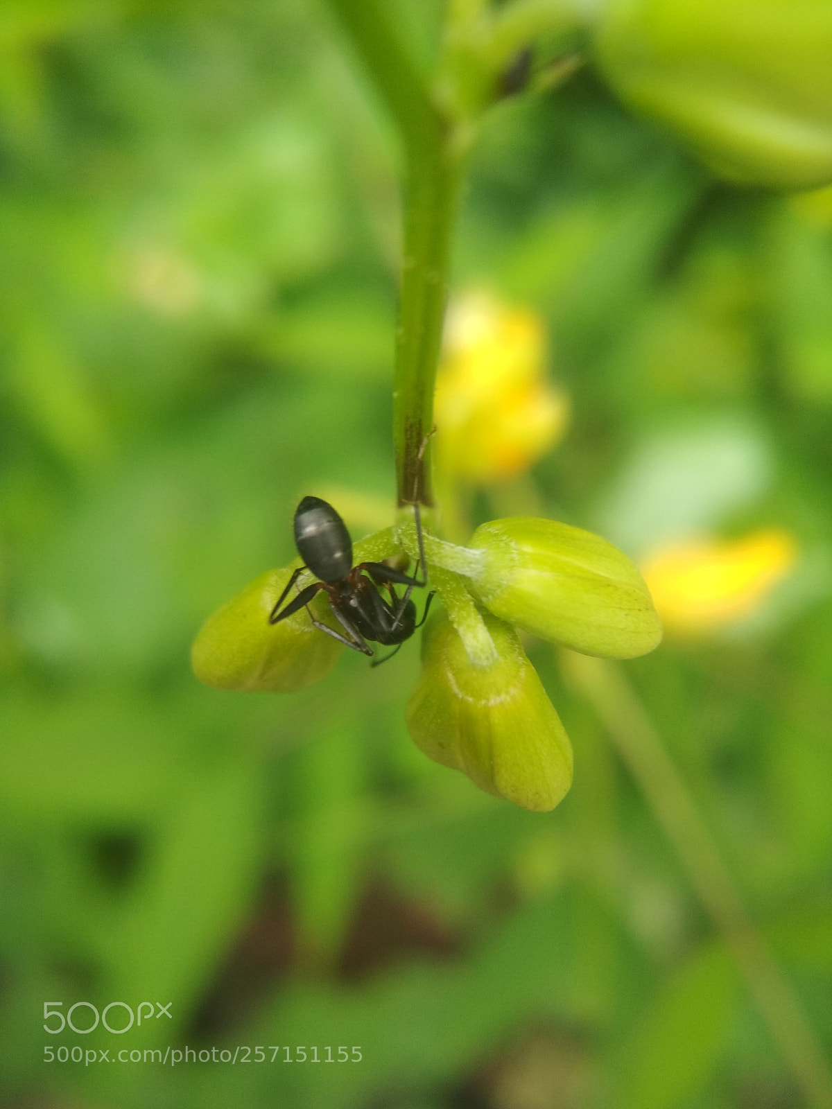 Xiaomi Redmi 4 Pro sample photo. Img_20170721_130415.jpg photography