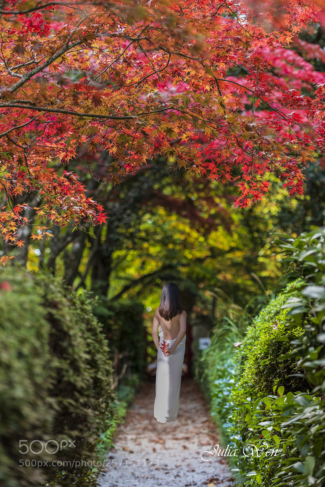 Nikon D850 sample photo. Autumn leaves photography