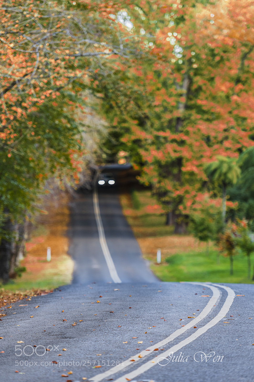 Nikon D850 sample photo. Autumn leaves photography