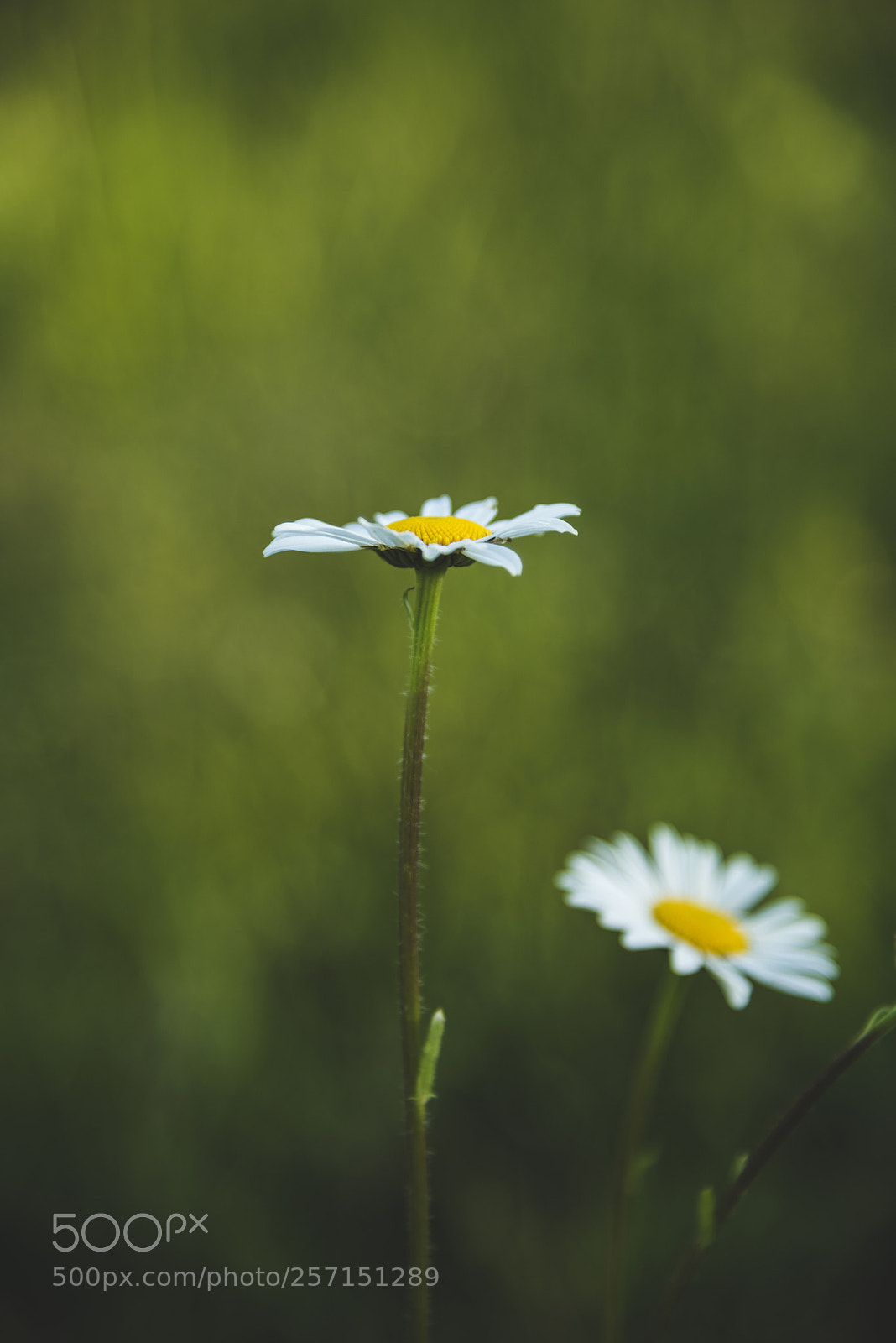 Nikon D750 sample photo. Small pleasures photography