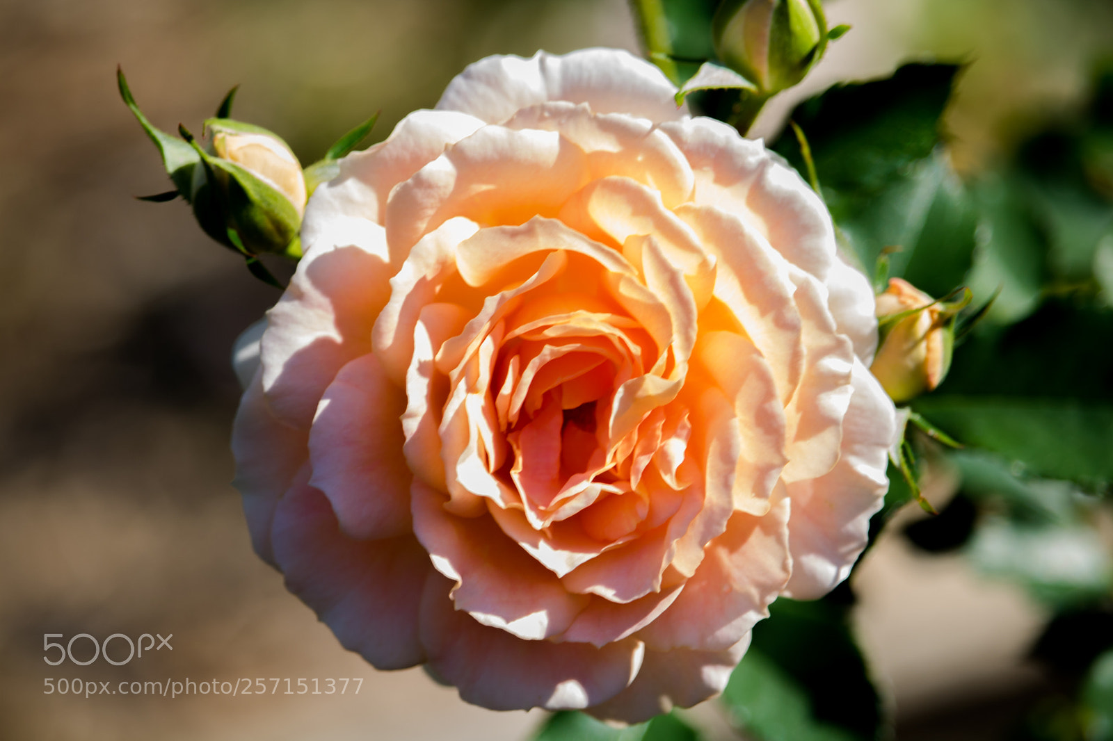 Canon EOS 750D (EOS Rebel T6i / EOS Kiss X8i) sample photo. Flower photography