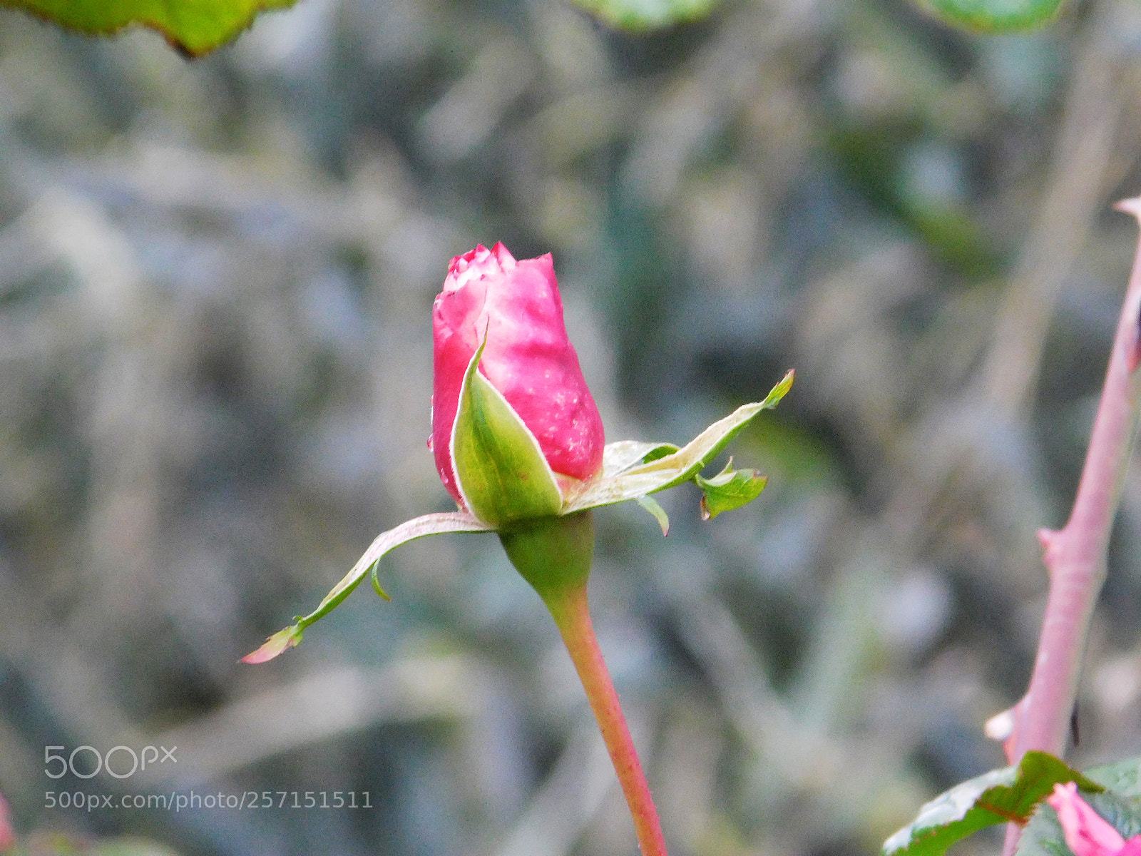 Nikon Coolpix L840 sample photo. Version photography