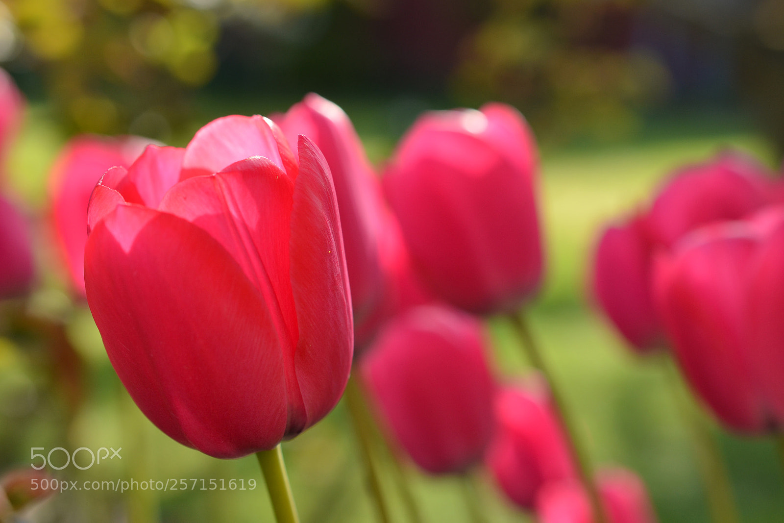 Nikon D5100 sample photo. My favourite tulips photography