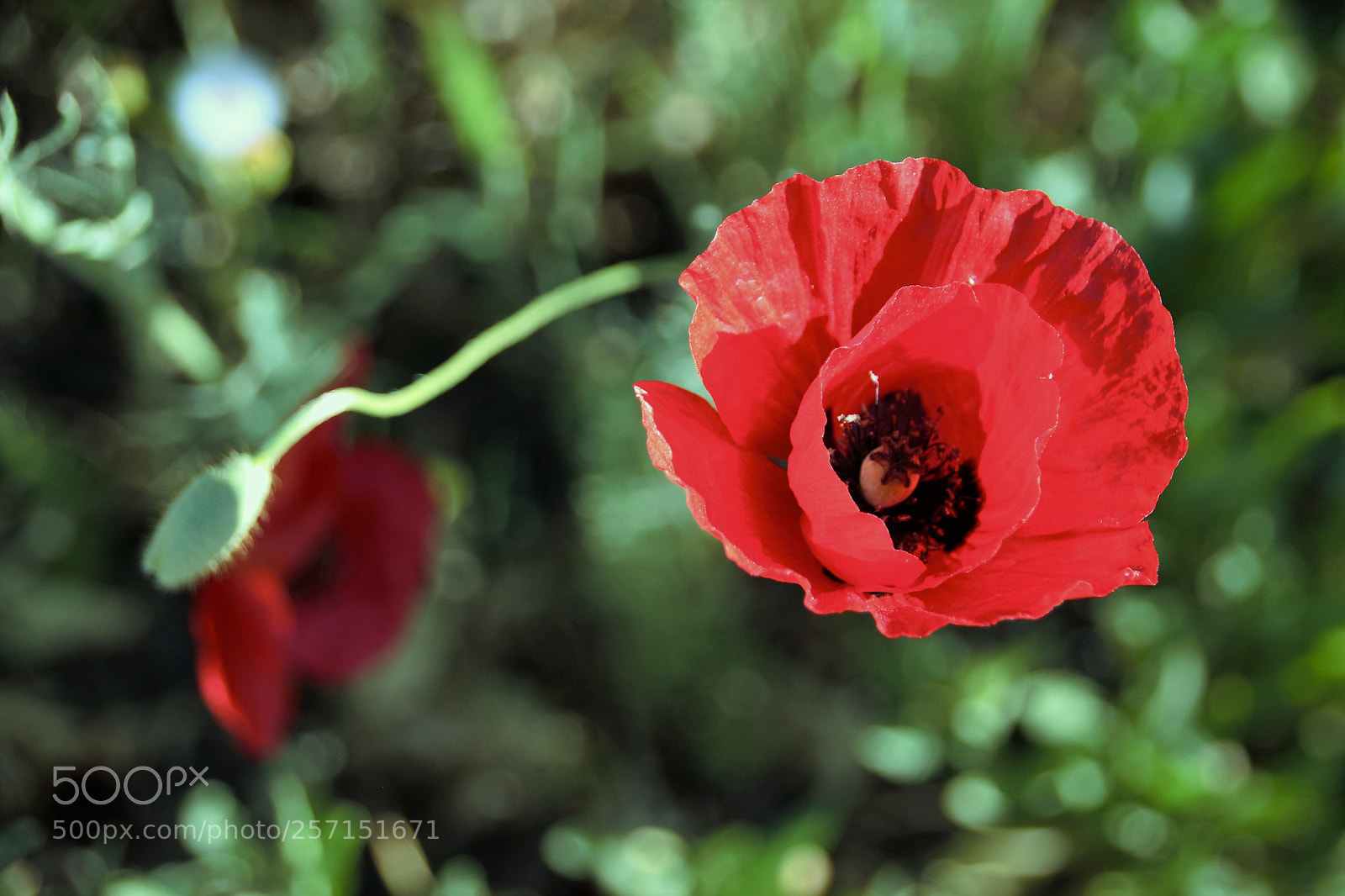 Canon EOS 100D (EOS Rebel SL1 / EOS Kiss X7) sample photo. Red ...t m m.... photography