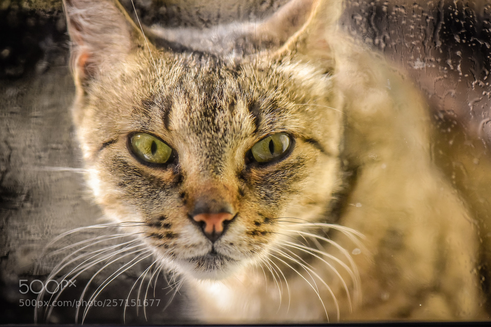 Nikon D750 sample photo. Ryska photography