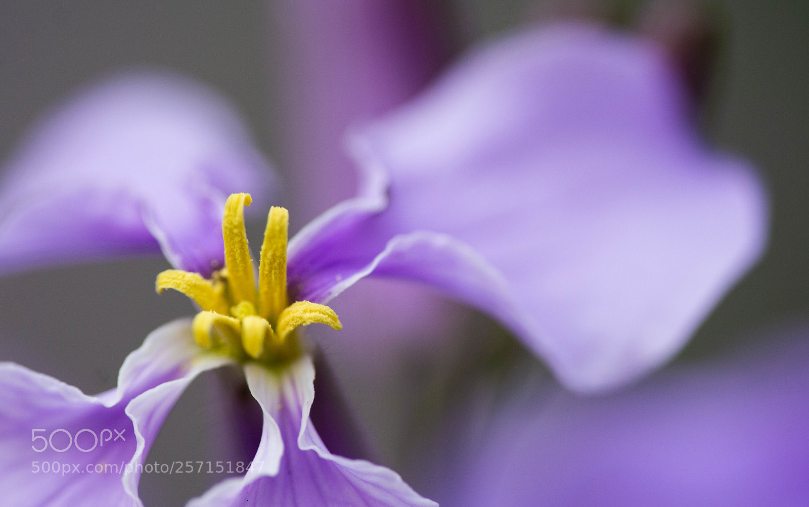 Nikon D7100 sample photo. Sigma macro 180mm photography