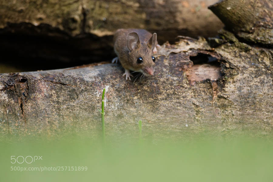 Canon EOS-1D X sample photo. Wood mouse photography