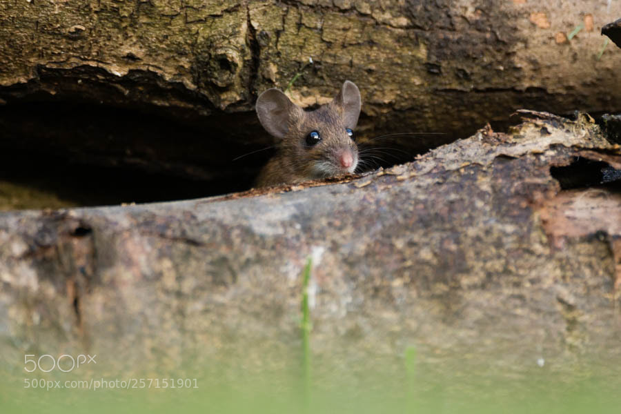 Canon EOS-1D X sample photo. Wood mouse photography
