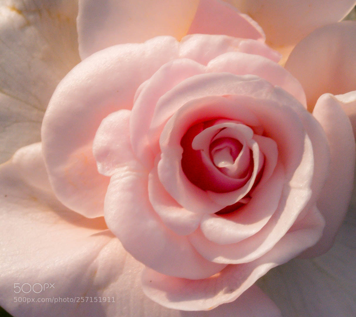 Nikon D5200 sample photo. The rose: eternal beauty. photography