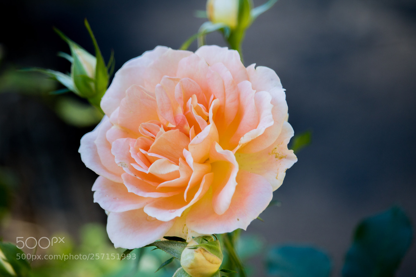 Canon EOS 750D (EOS Rebel T6i / EOS Kiss X8i) sample photo. Different side photography