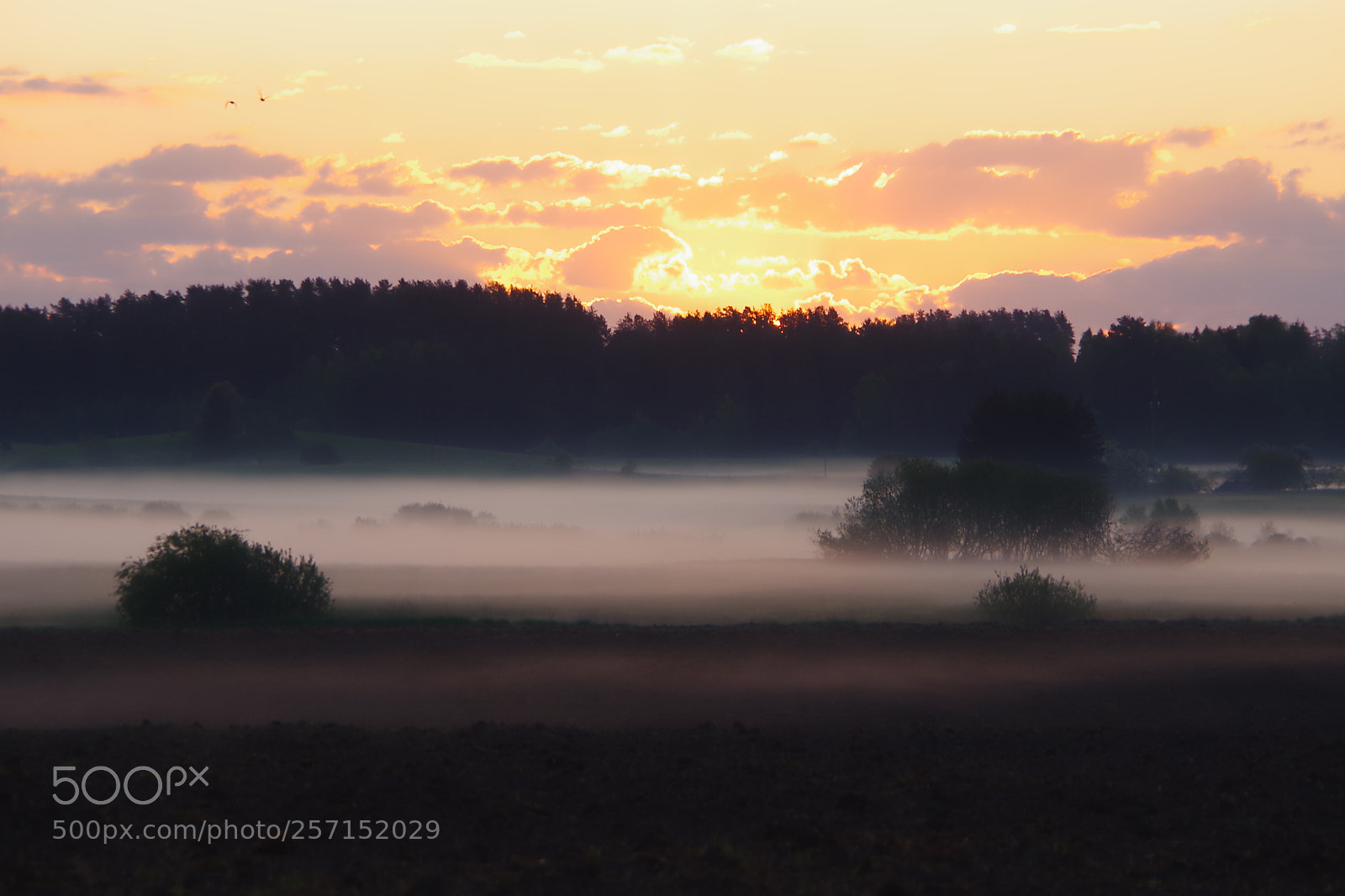 Pentax K-1 sample photo. Saulėtekis laukuose photography