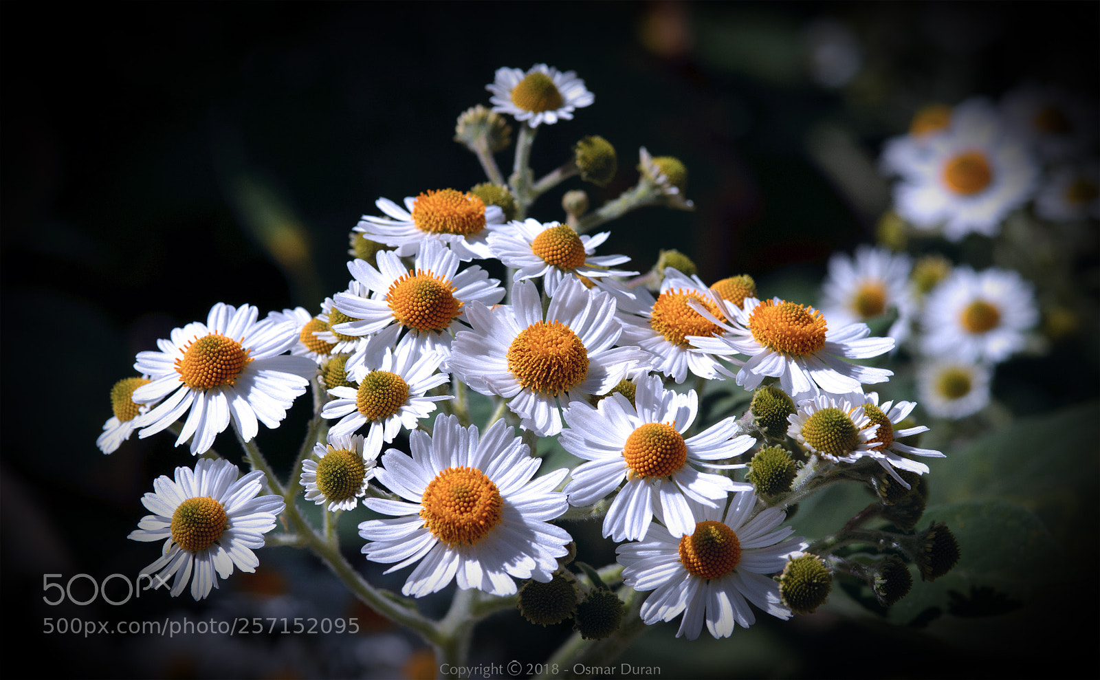 Nikon D300 sample photo. Tree daisy (montanoa grandiflora) photography