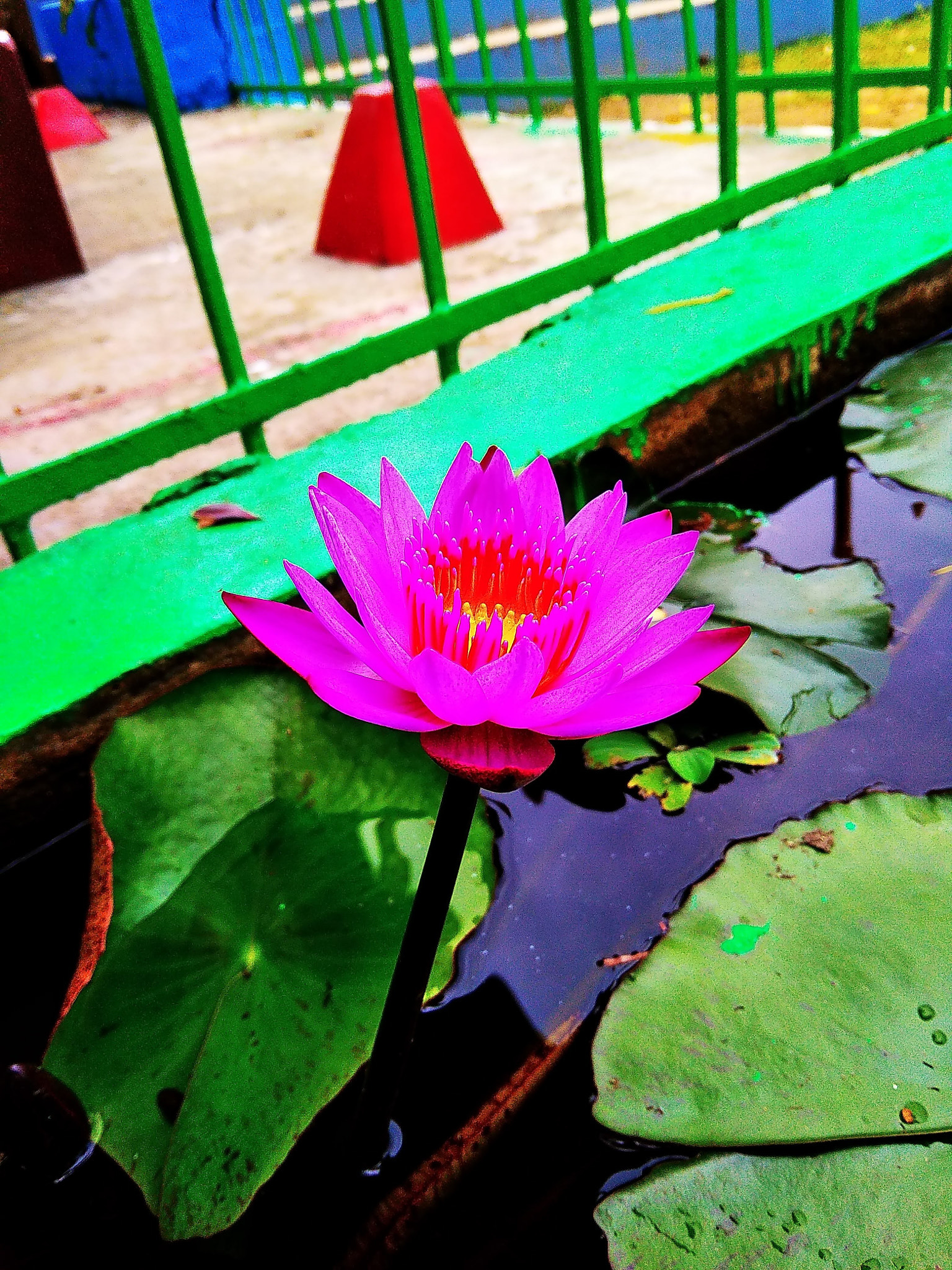 Xiaomi Redmi 5A sample photo