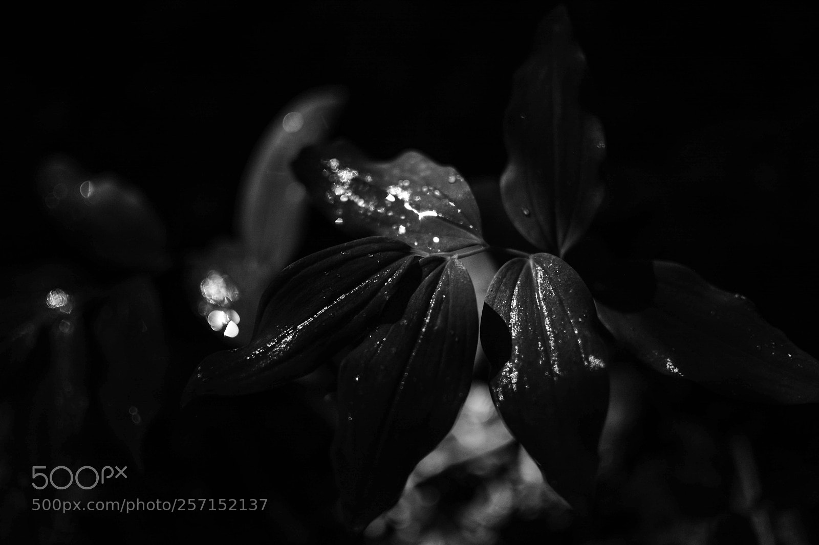 Nikon D7100 sample photo. Luci nel bosco #2 photography