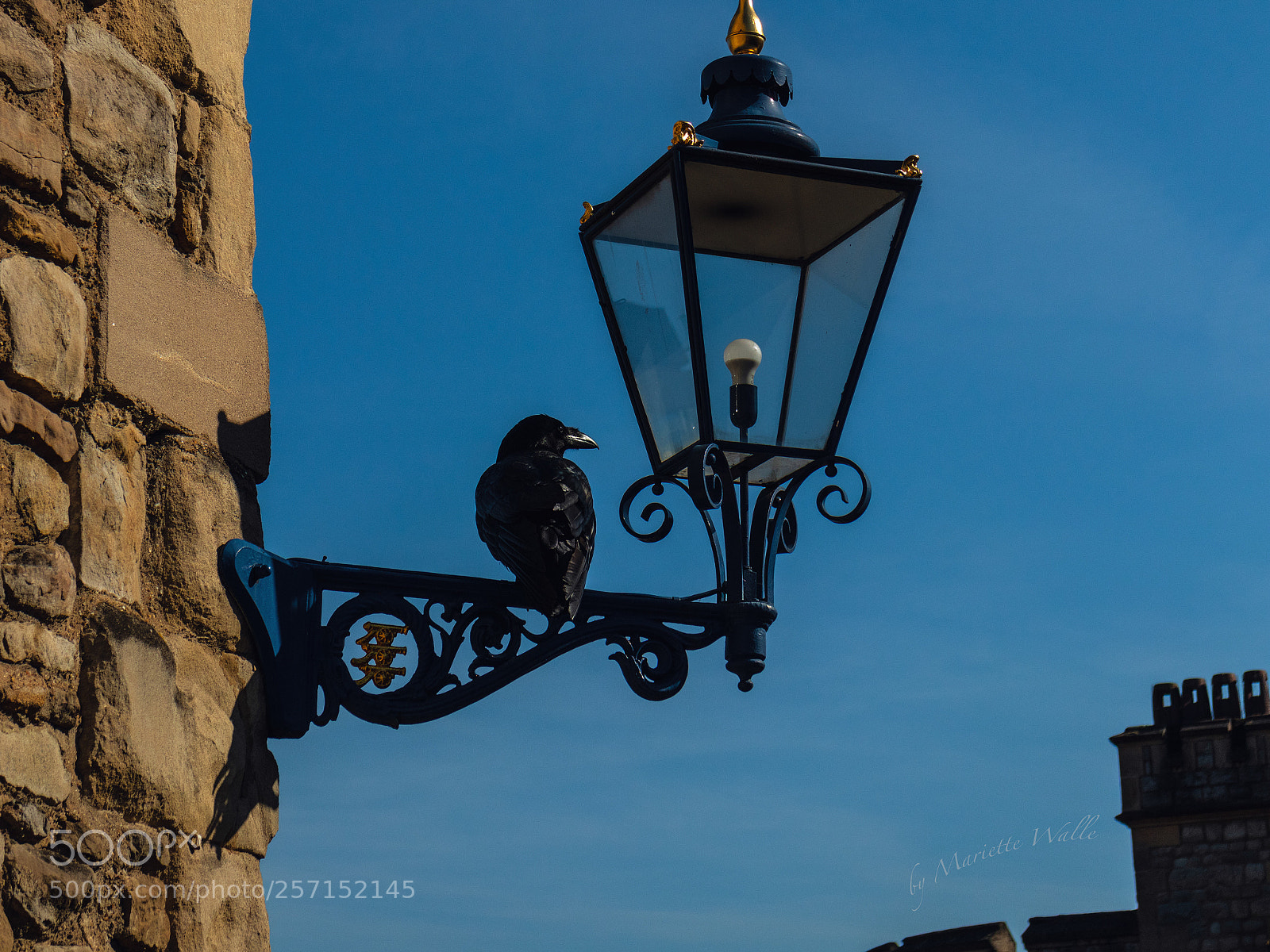 Canon EOS M5 sample photo. The raven at the photography