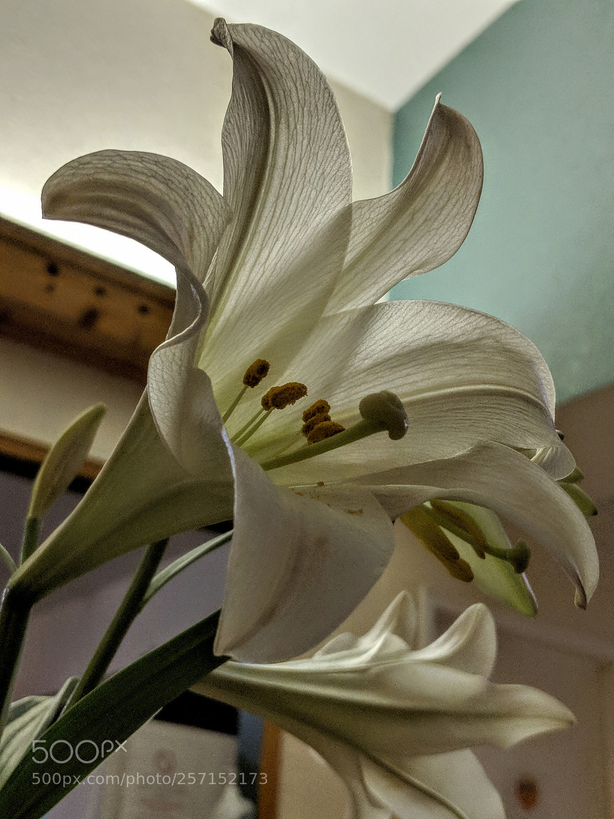 Google Pixel 2 XL sample photo. Life patterns photography