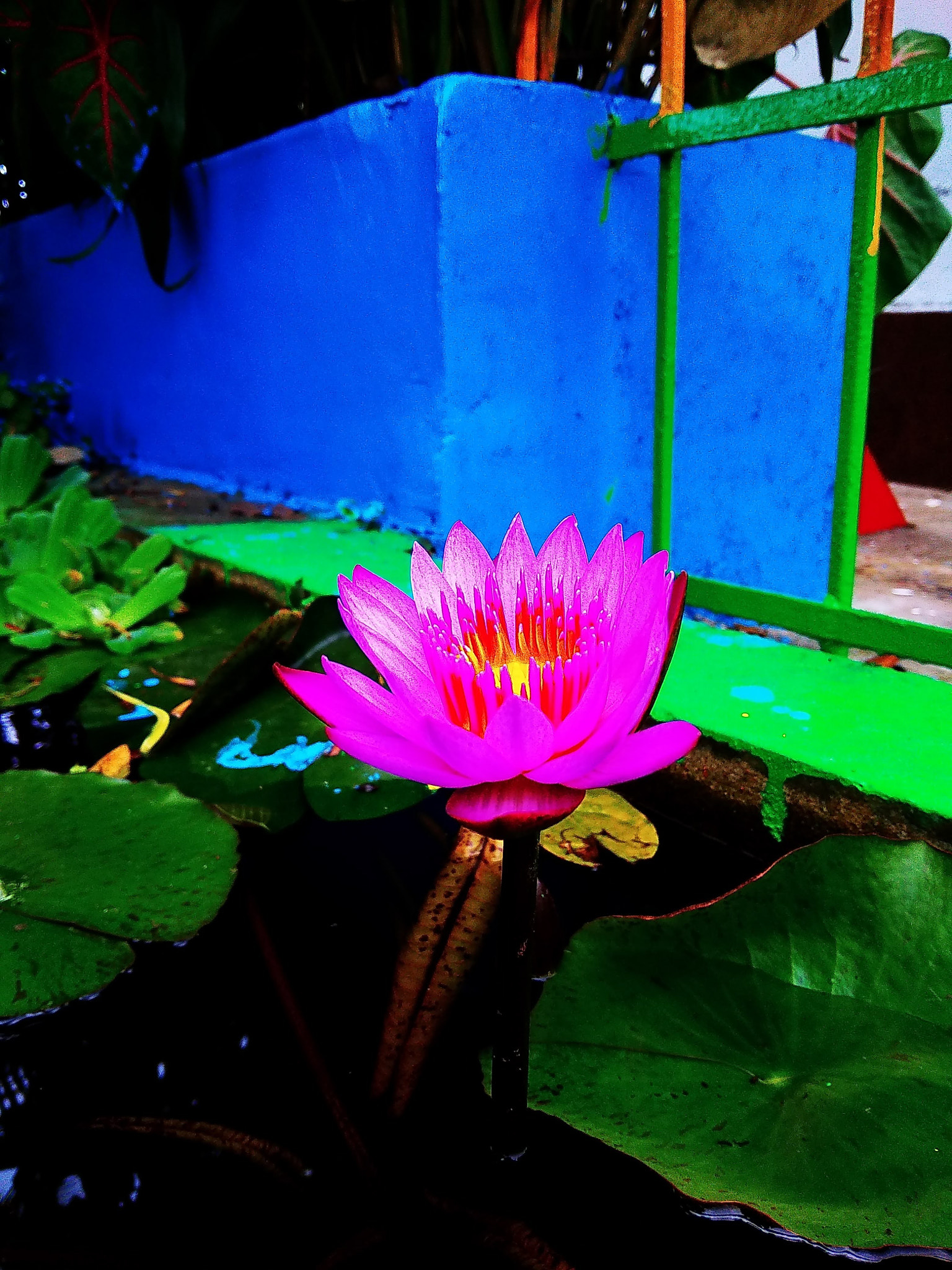 Xiaomi Redmi 5A sample photo
