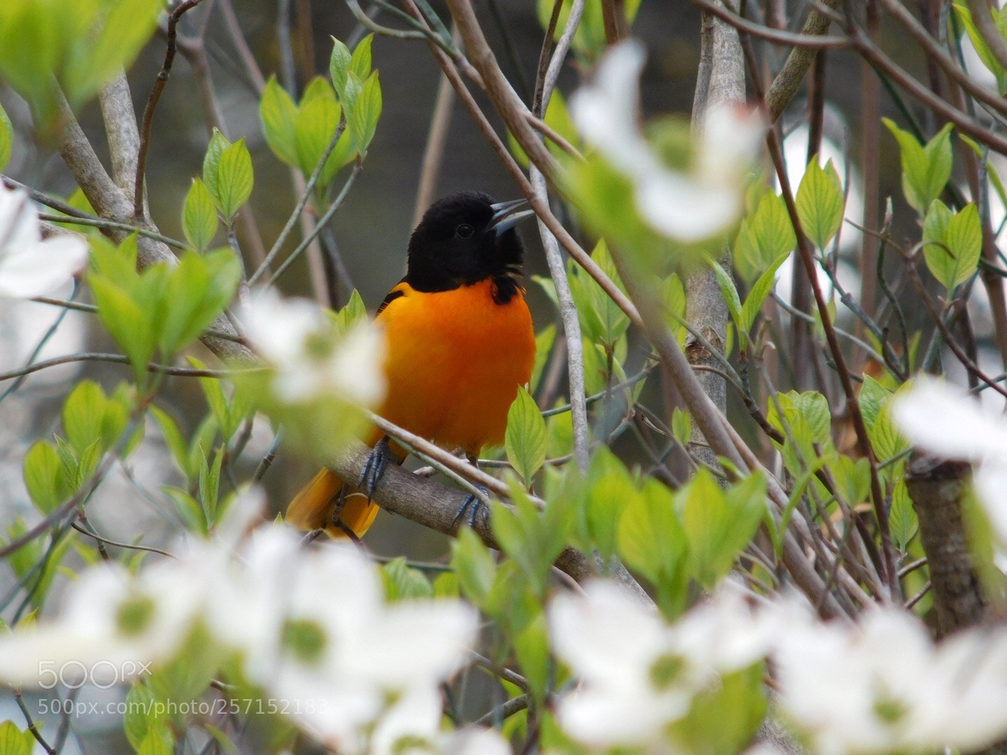 Nikon Coolpix L840 sample photo. Baltimore oriole  photography