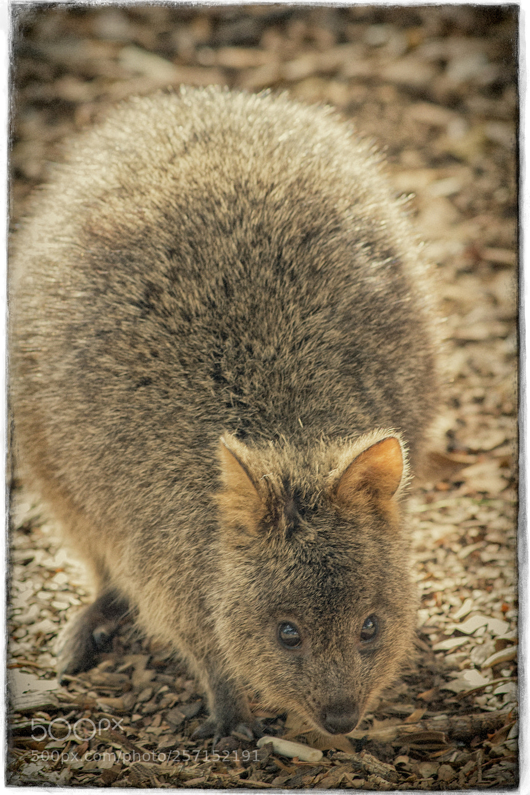 Canon EOS 550D (EOS Rebel T2i / EOS Kiss X4) sample photo. Rottnest island - perth's photography