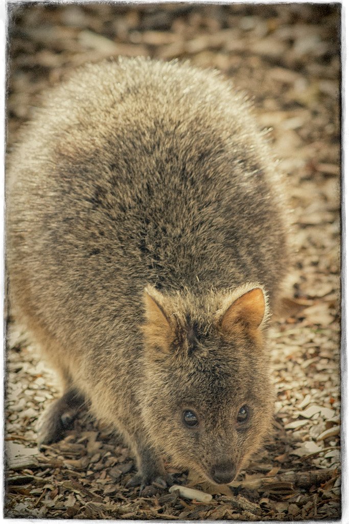 Rottnest Island - Perth's summer island playground by Paul Amyes on 500px.com