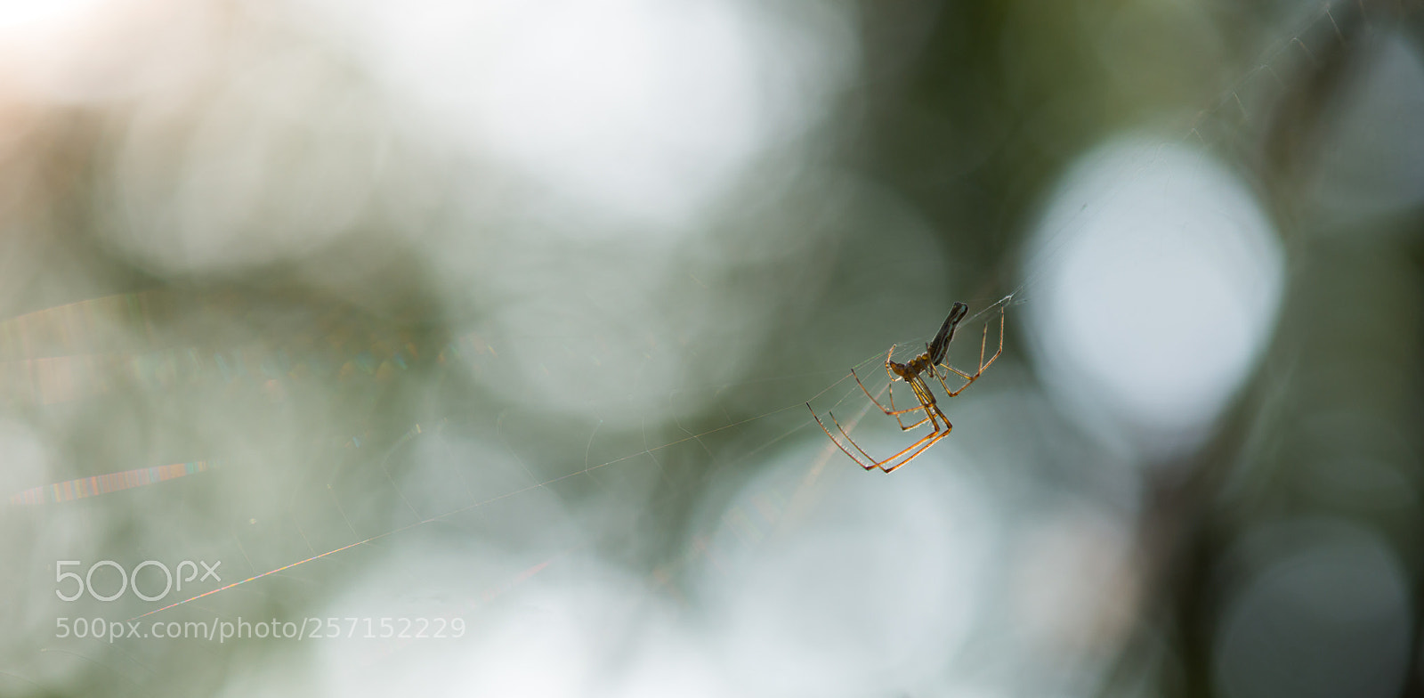 Nikon D800 sample photo. Sur le fil <1> photography