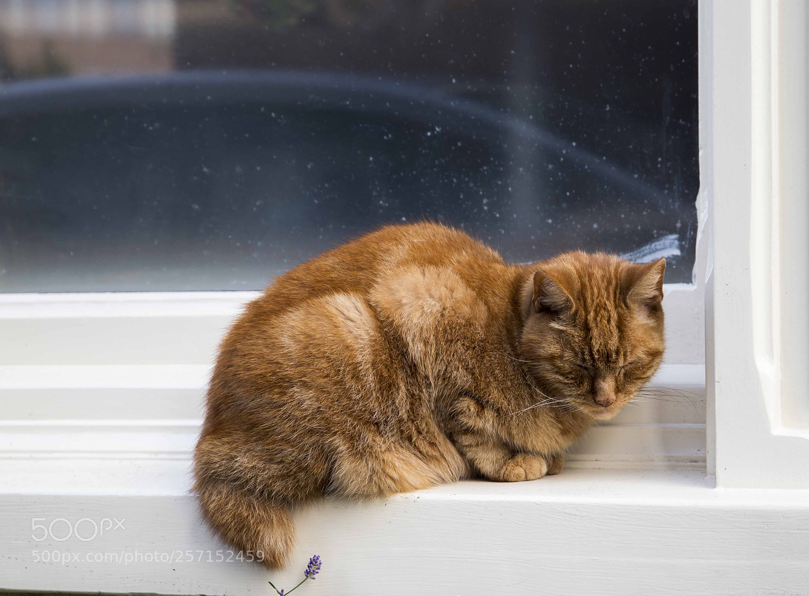 Canon EOS 6D sample photo. Sleeping cat photography