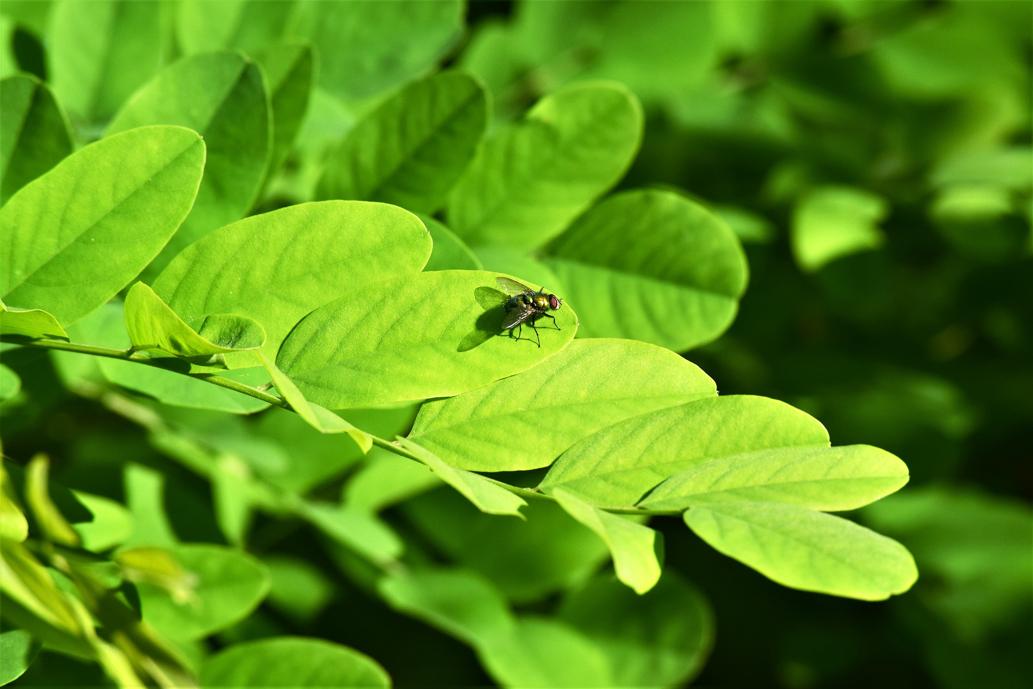 Nikon D3300 sample photo. Pilot photography