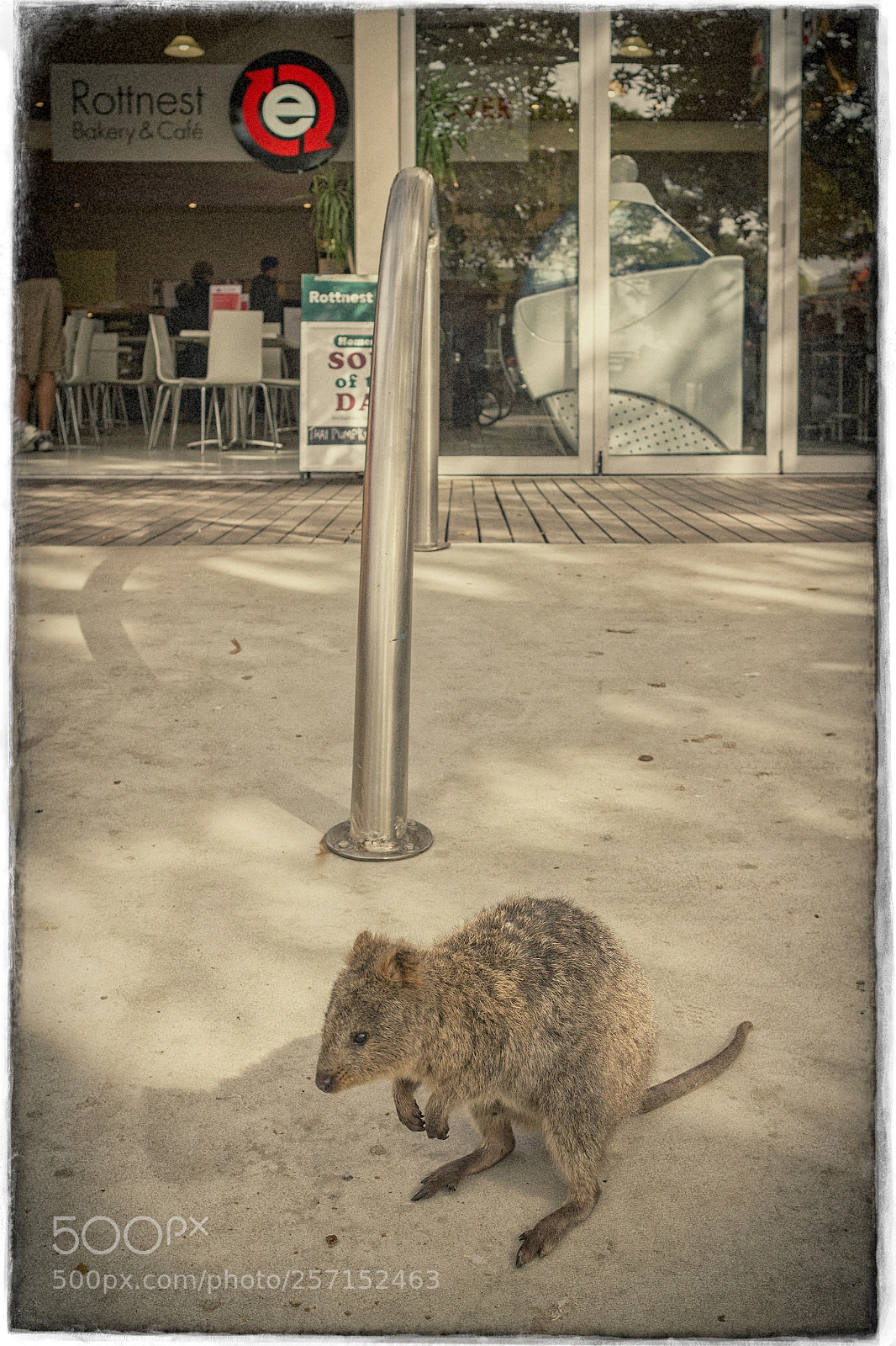 Canon EOS 550D (EOS Rebel T2i / EOS Kiss X4) sample photo. Rottnest island - perth's photography