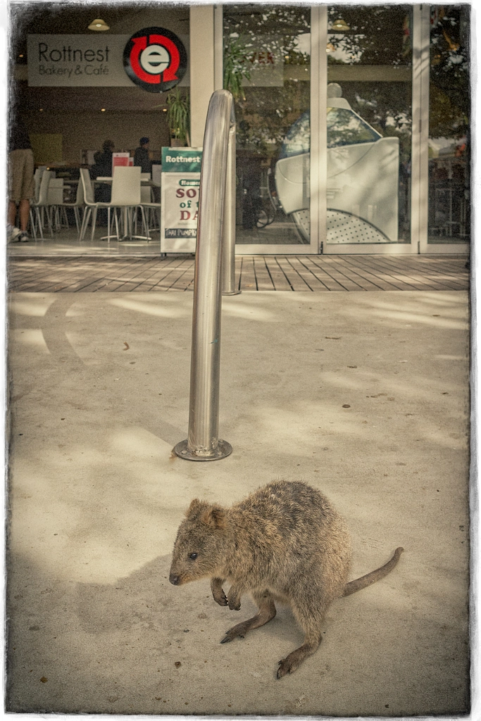 Rottnest Island - Perth's summer island playground by Paul Amyes on 500px.com