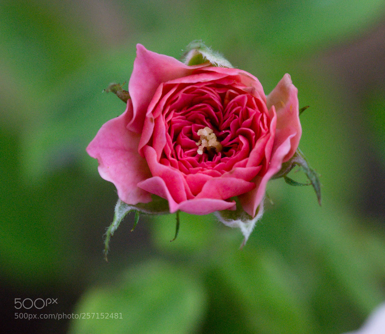 Nikon D5200 sample photo. Rosy rose photography