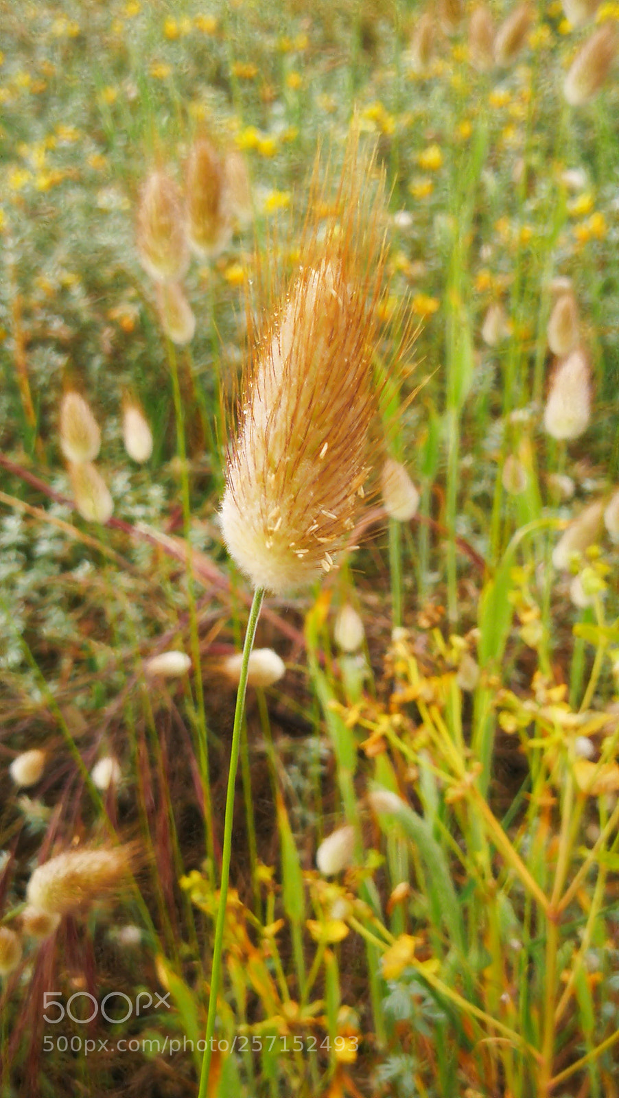 HUAWEI Mate 9 sample photo. Untitled photography