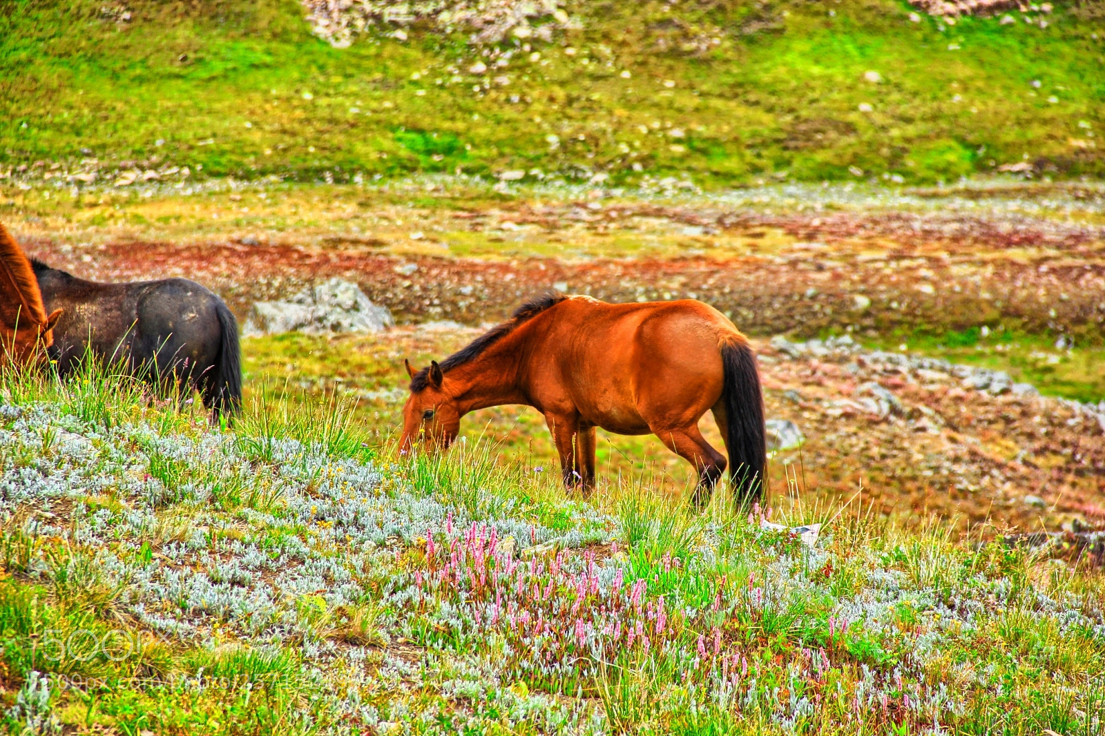 Canon EOS 550D (EOS Rebel T2i / EOS Kiss X4) sample photo. Deosai photography