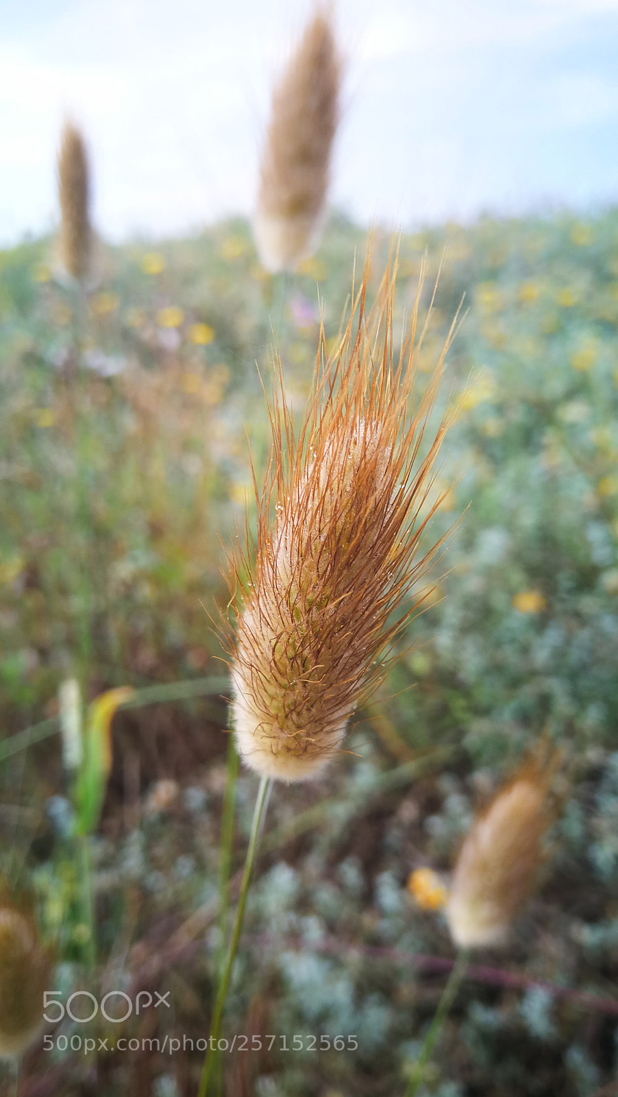 HUAWEI Mate 9 sample photo. Untitled photography