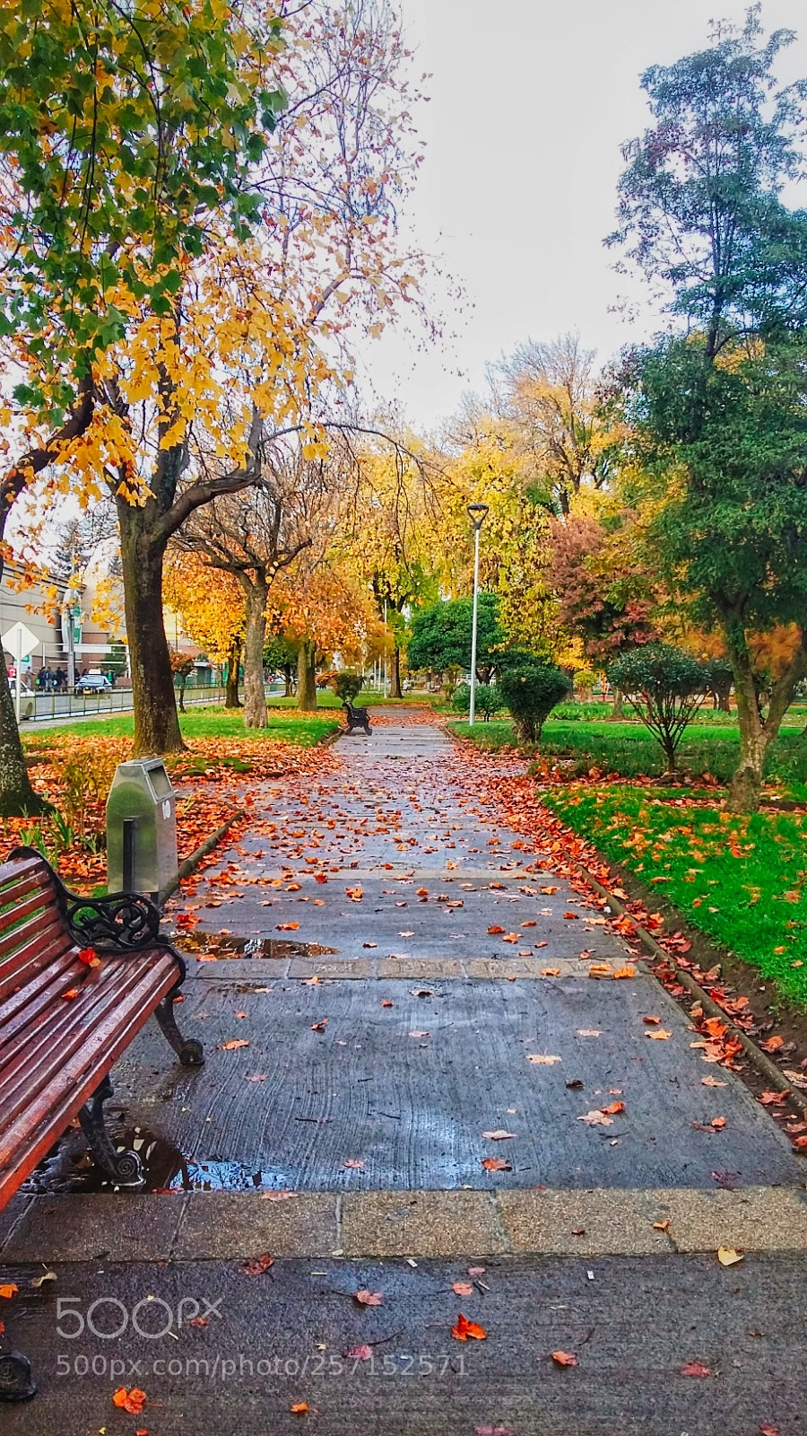 Samsung Galaxy Grand Prime sample photo. Rain and autumn photography