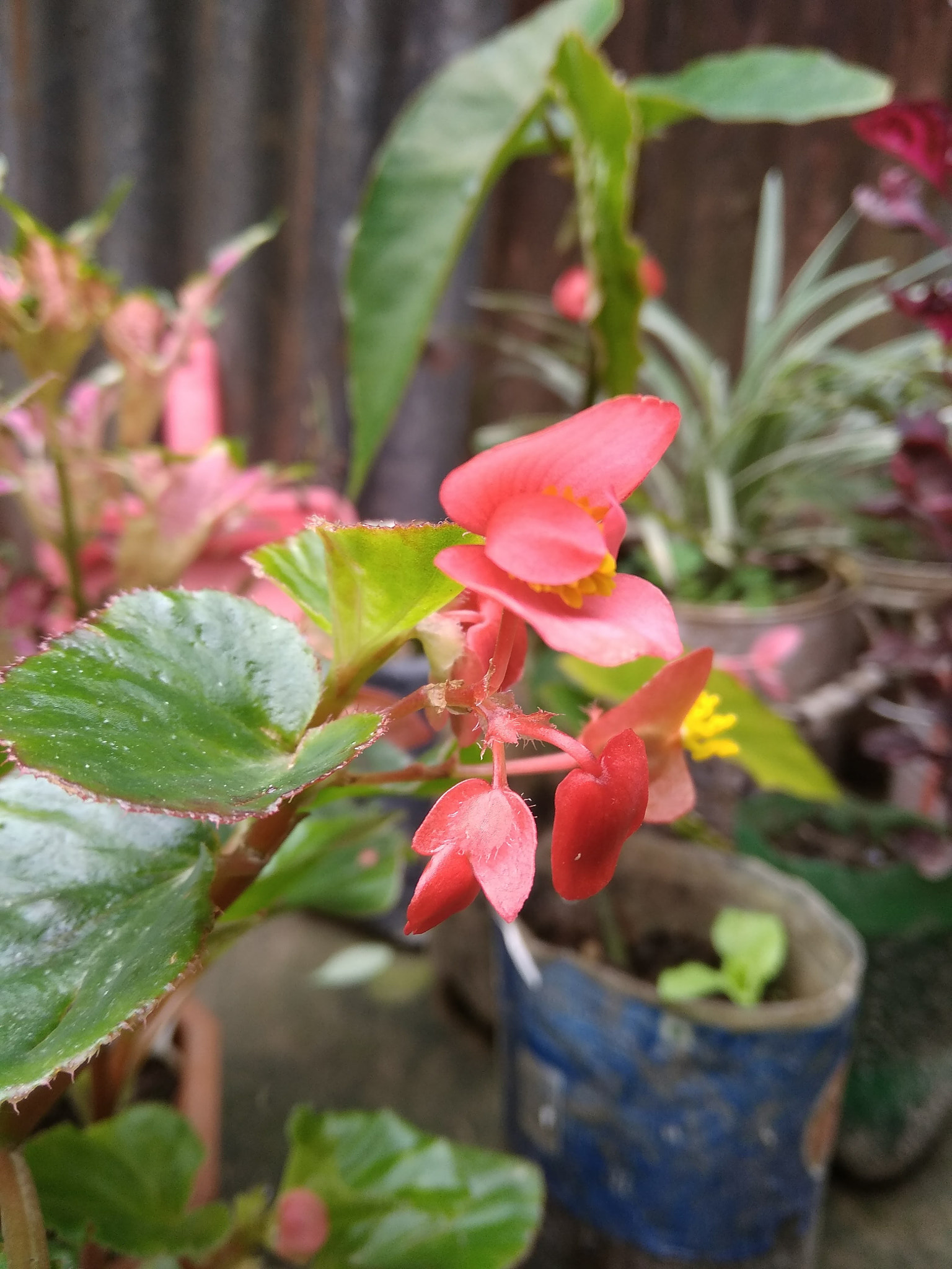 Xiaomi Redmi 5A sample photo