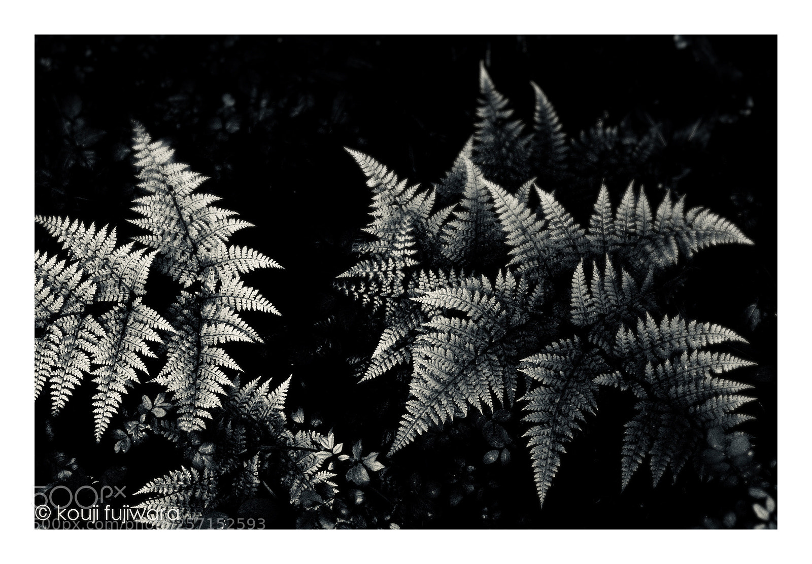 Fujifilm X-T2 sample photo. Fern...the season of fresh photography
