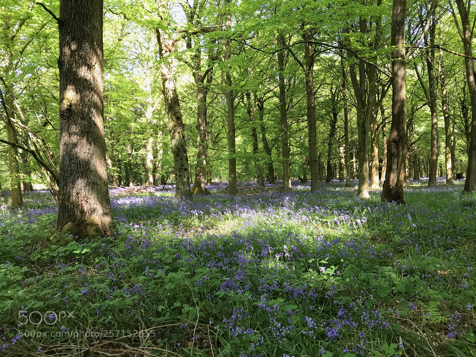 Apple iPhone 7 Plus sample photo. Bluebells photography