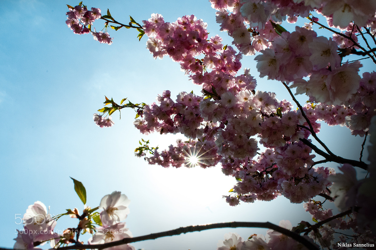 Nikon D300 sample photo. Körsbärsblomma! photography