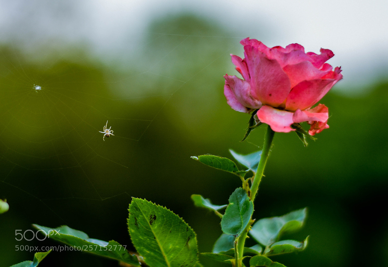 Nikon D7200 sample photo. Untitled photography