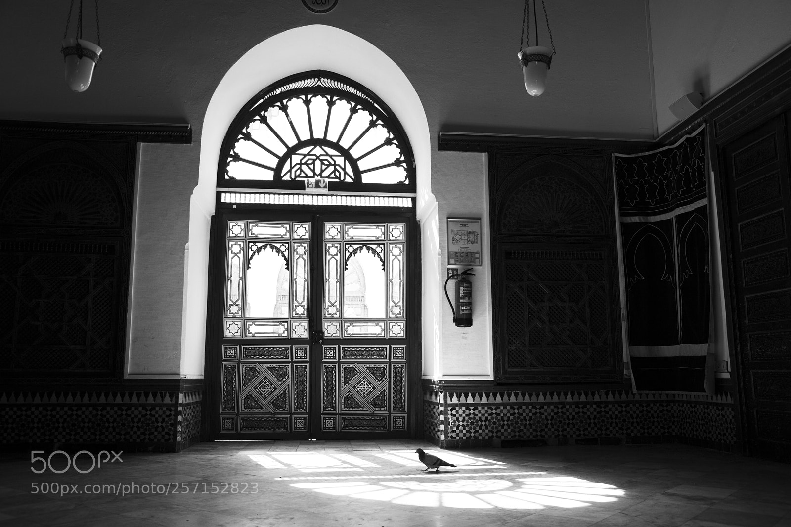 Canon EOS 5D Mark II sample photo. Bird of light photography