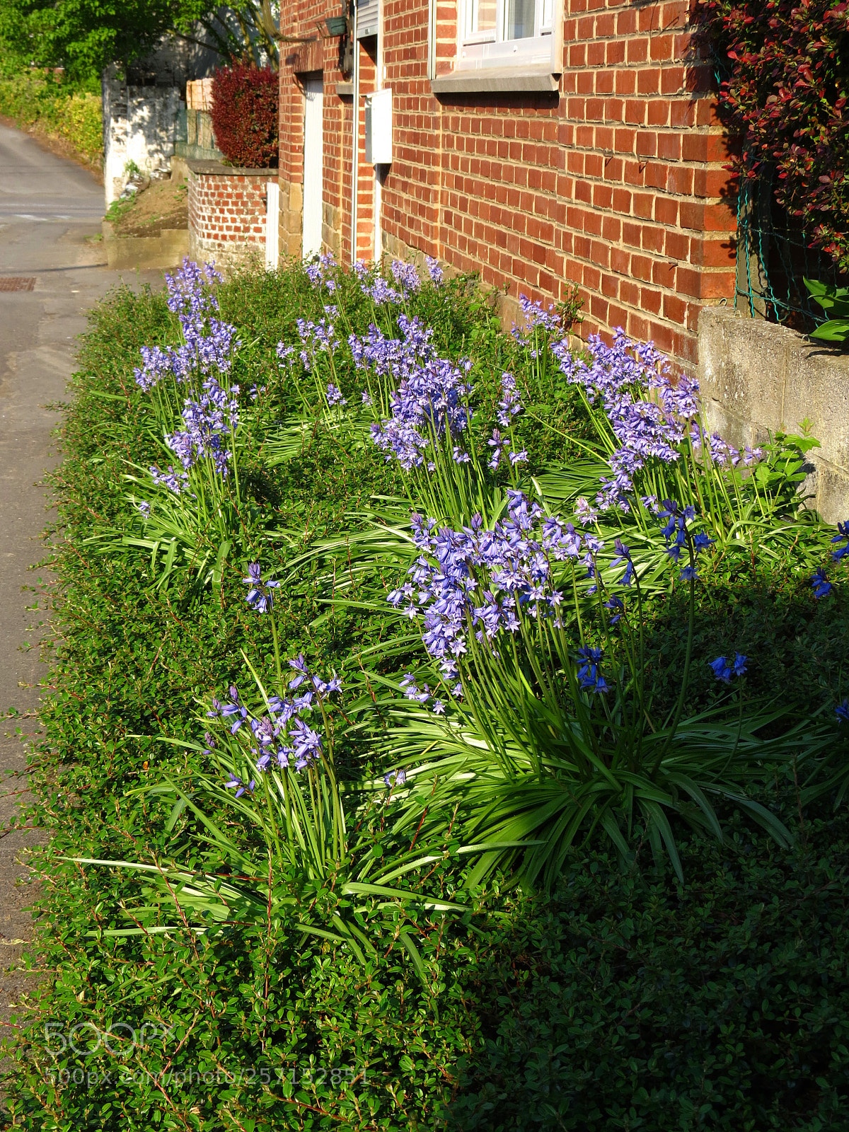 Canon PowerShot SX40 HS sample photo. Hyacinthoides non-scripta photography