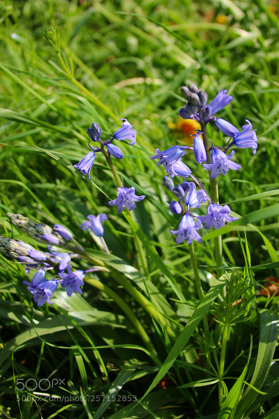 Canon EF 75-300mm F4.0-5.6 IS USM sample photo. Hyacinthoides non-scripta photography