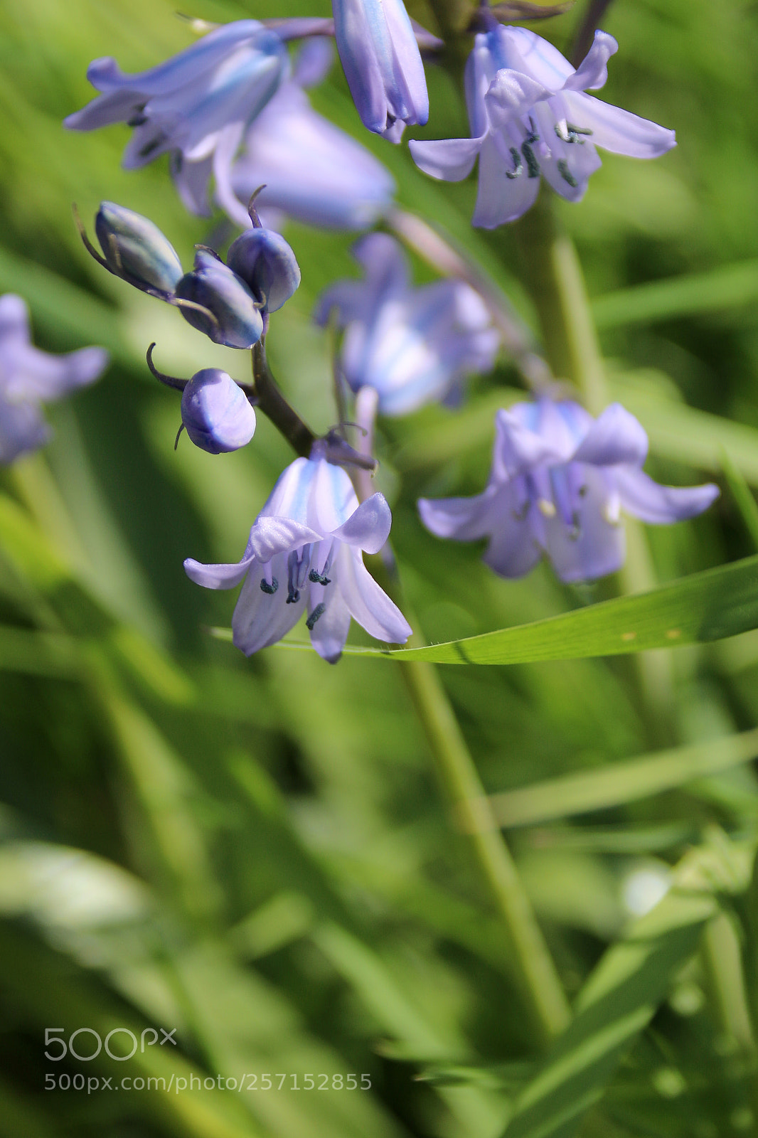 Canon EF 75-300mm F4.0-5.6 IS USM sample photo. Hyacinthoides non-scripta photography