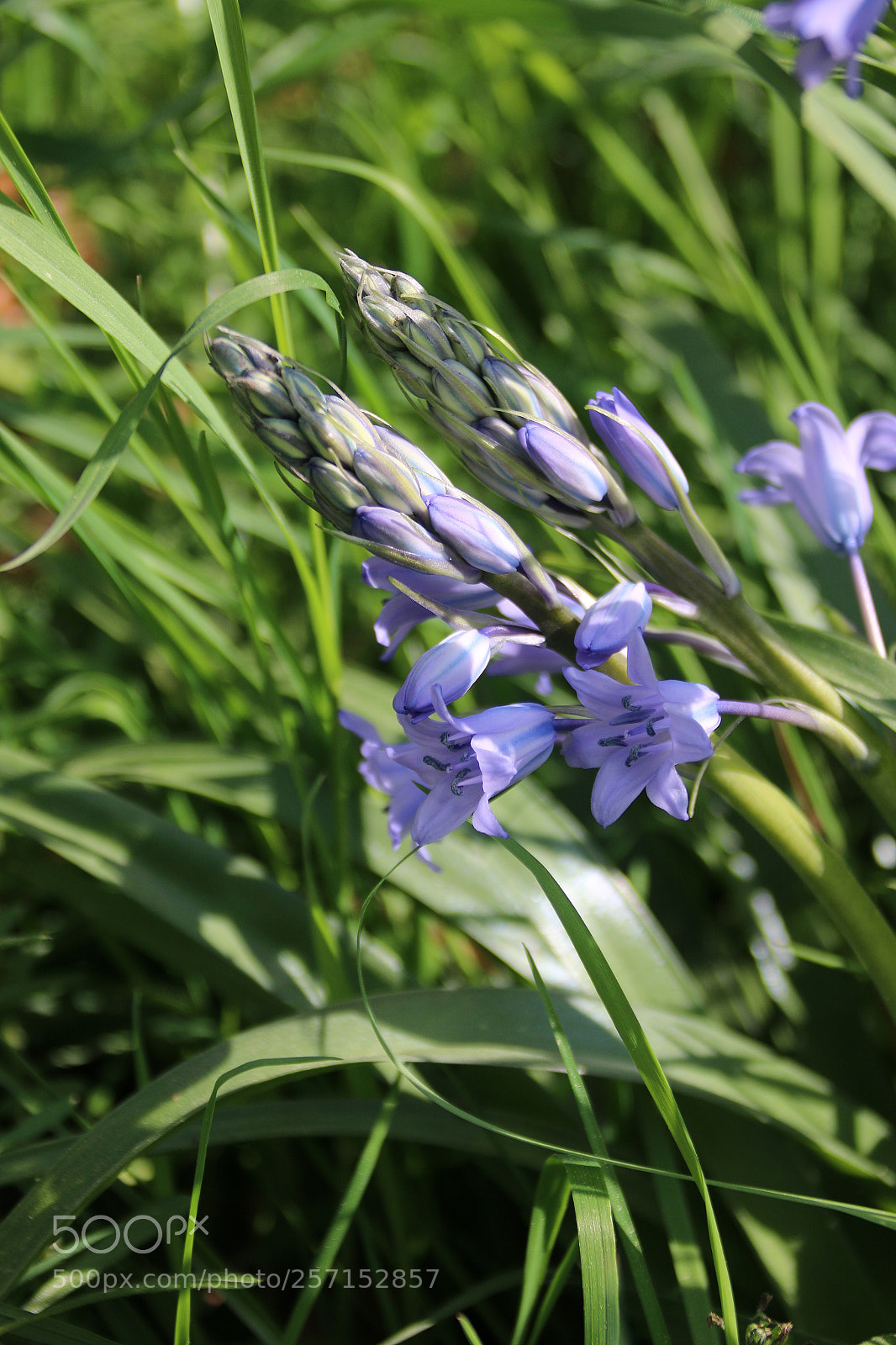 Canon EF 75-300mm F4.0-5.6 IS USM sample photo. Hyacinthoides non-scripta photography