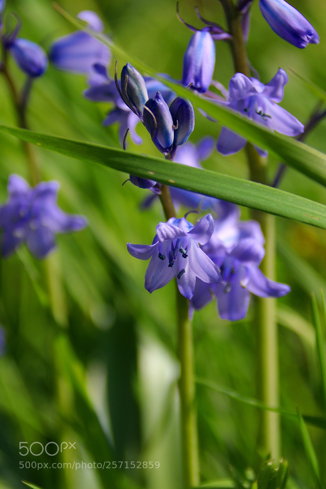 Canon EF 75-300mm F4.0-5.6 IS USM sample photo. Hyacinthoides non-scripta photography