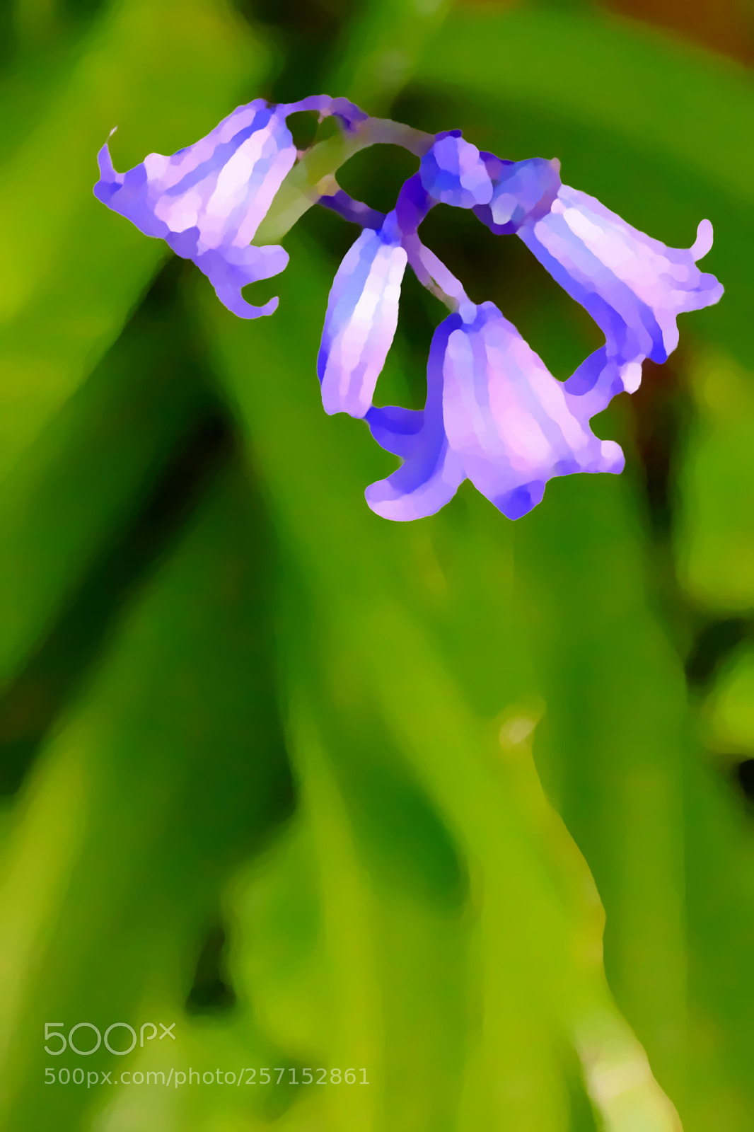 Canon EF 75-300mm F4.0-5.6 IS USM sample photo. Hyacinthoides non-scripta photography