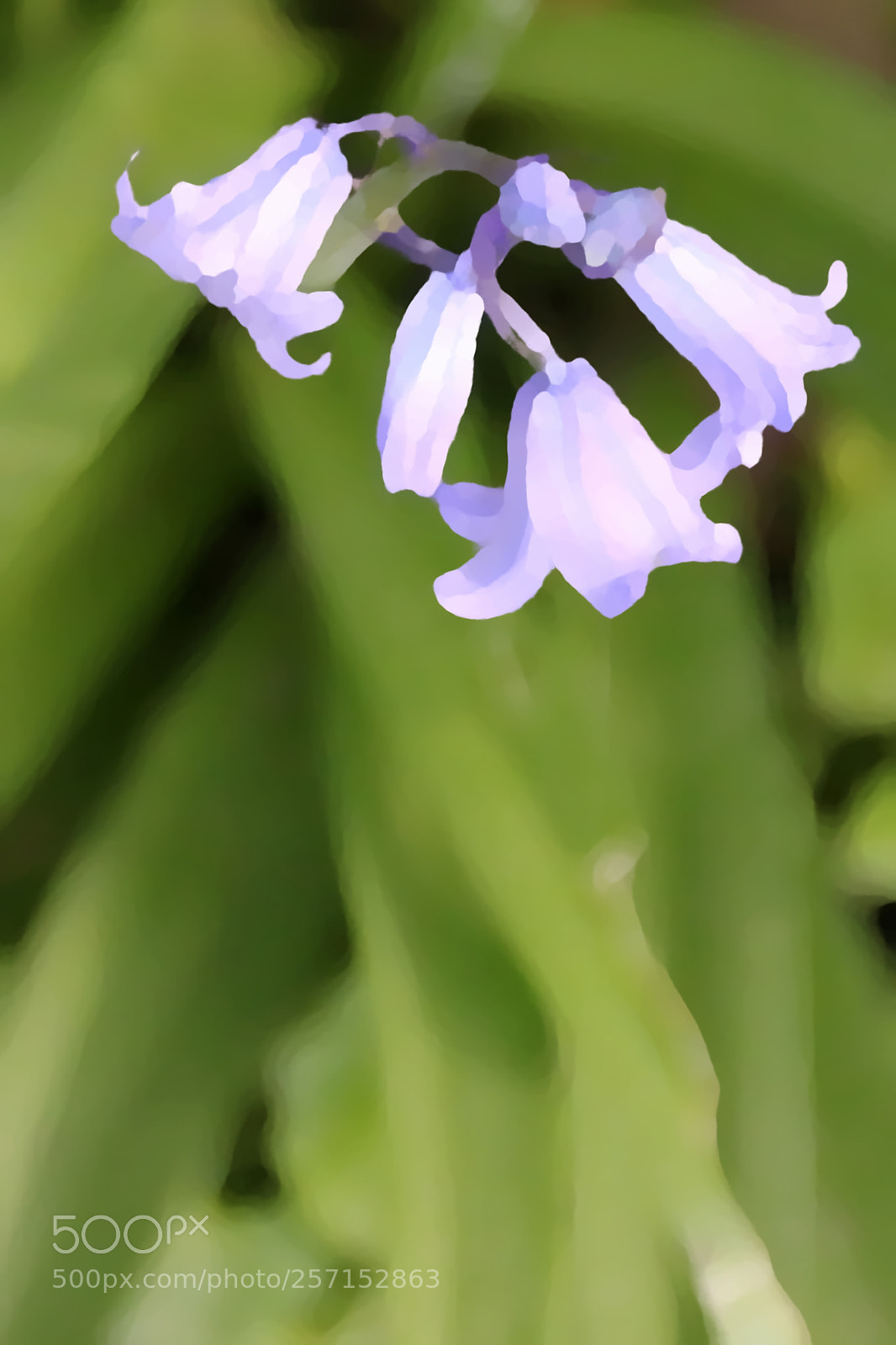 Canon EF 75-300mm F4.0-5.6 IS USM sample photo. Hyacinthoides non-scripta photography