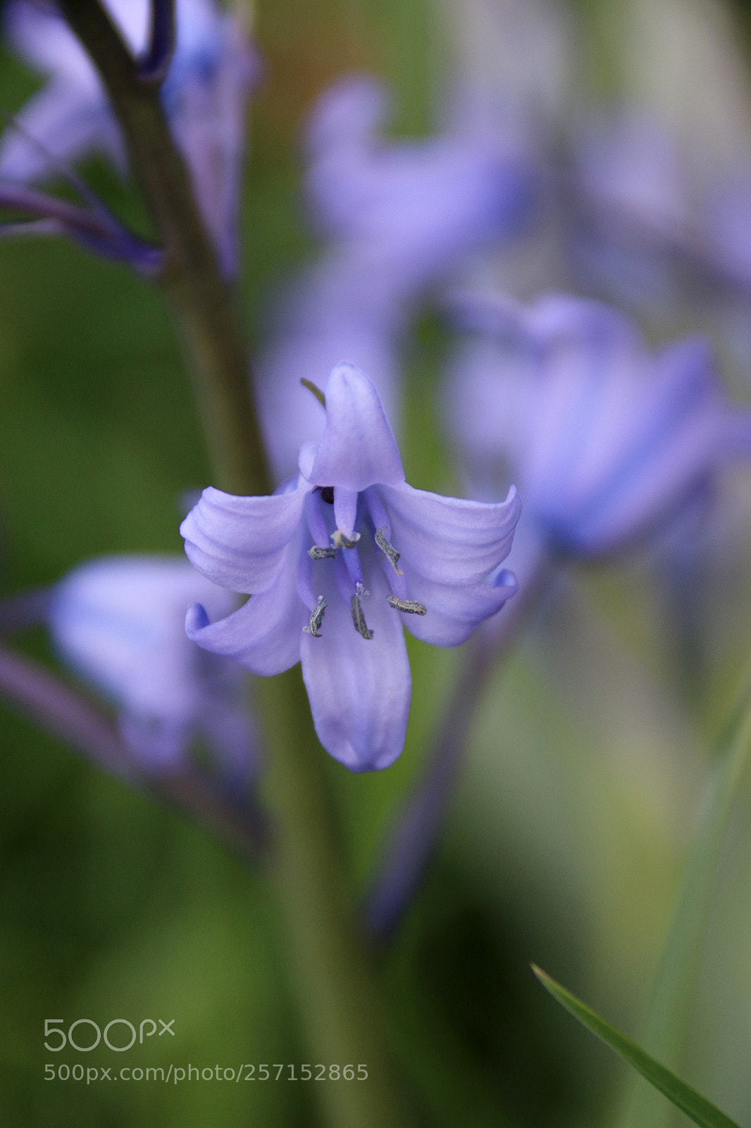 Canon EF 75-300mm F4.0-5.6 IS USM sample photo. Hyacinthoides non-scripta photography