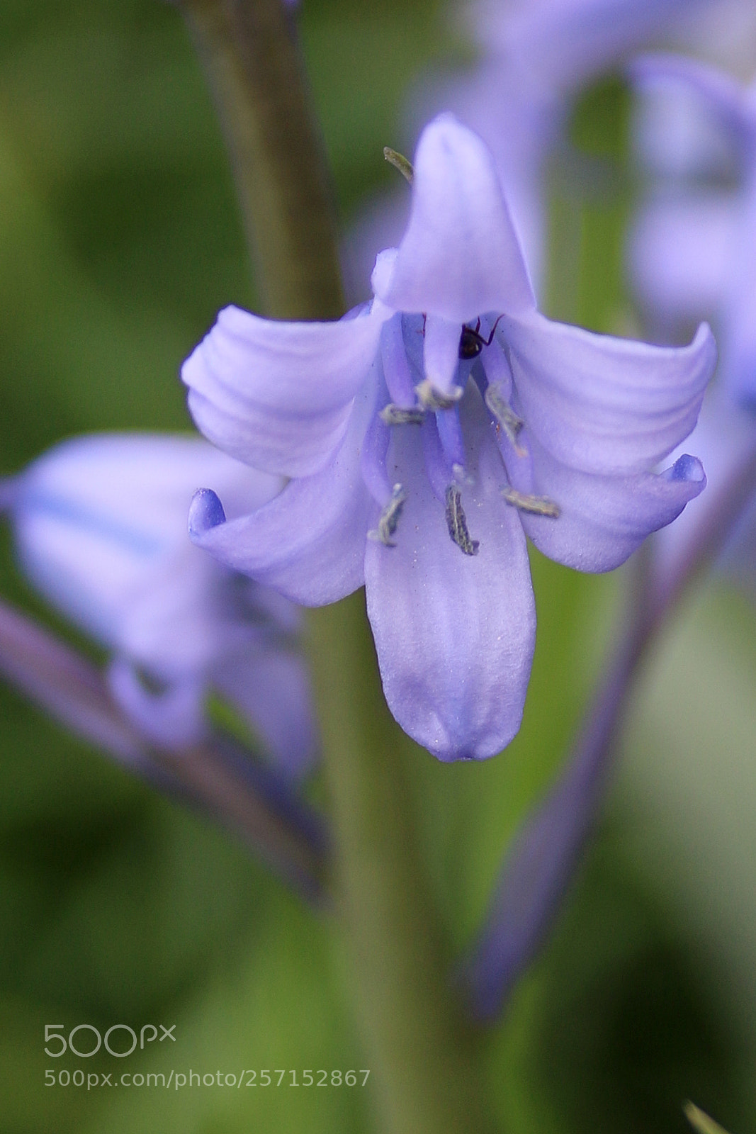 Canon EF 75-300mm F4.0-5.6 IS USM sample photo. Hyacinthoides non-scripta photography